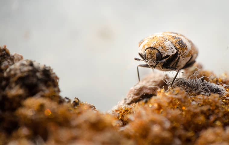 Clothes Moths and Carpet Beetles: Identifying and Controlling Fabric Pests