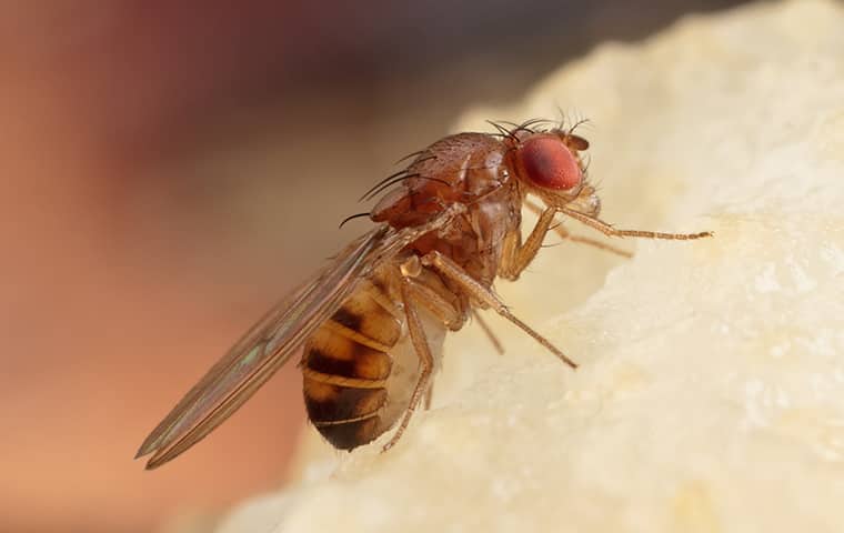 a fruit fly inside of a home in gardner kansas
