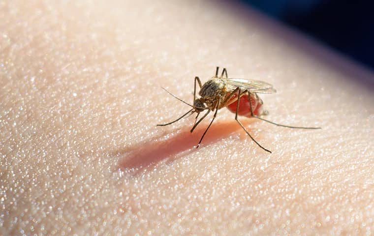 a mosquito crawling on human skin in gladstone missouri