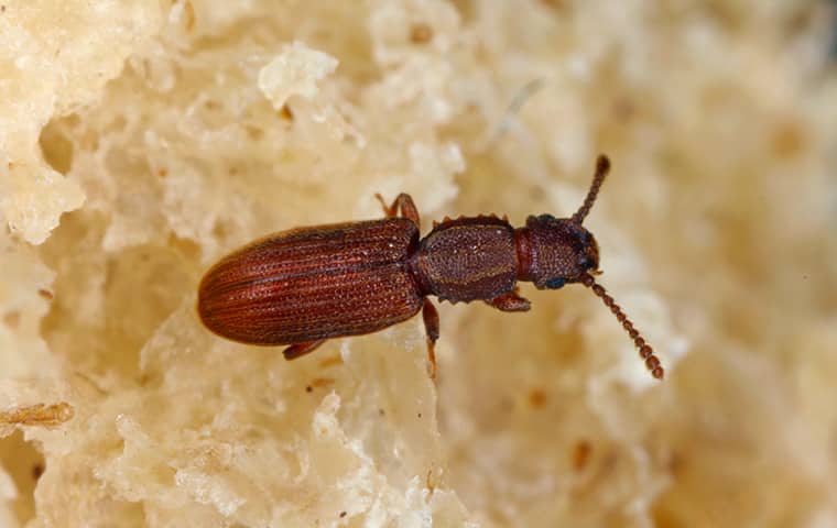 a saw toothed grain beetle inside of a home in blue springs missouri