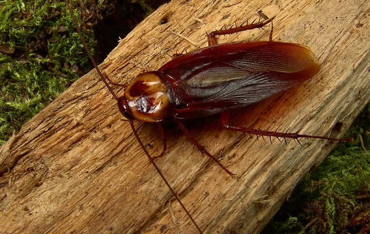 a cockroach crawling on a log outside of a home in bucyrus kansas