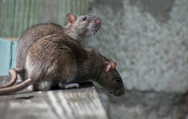 two rats on a surface down in a greenwood missouri residential basement