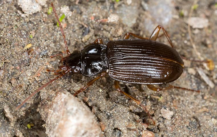 a ground beetle crawling on the ground outside of a home in hillsdale missouri