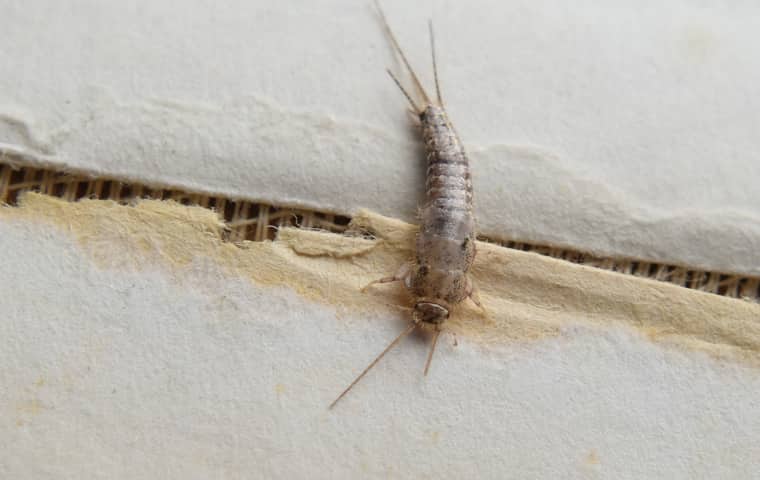 a silverfish crawling across the spine of a book in a de soto kansas home
