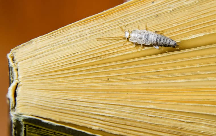 a silverfish crawling across a book inside of a home in lenexa missouri