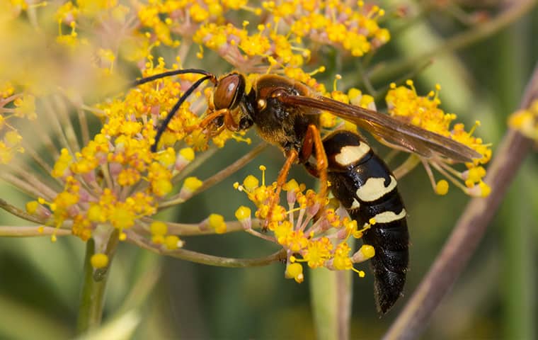 stinging flying insects