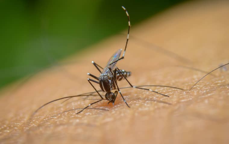 Trust Our Experts To Eliminate Mosquitoes a mosquito biting the arm of a kansas city resident