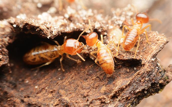 FREE Termite Inspections From Augustine Exterminators foraging termites in kansas city