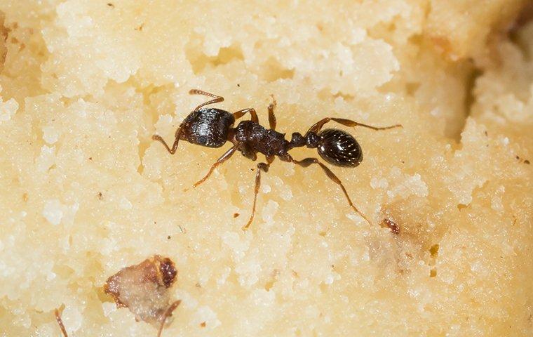 an ant crawling on cake in a home in west haven connecticut