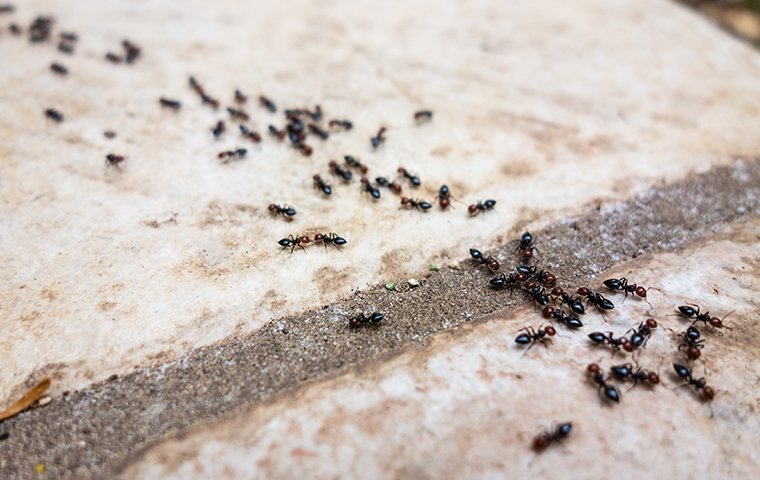 Ants Infest Properties In Very Large Numbers many ants crawling on a patio outside of a home in fairfield connecticut