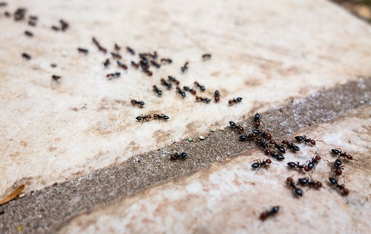 many ants crawling on a patio outside of a home in fairfield connecticut