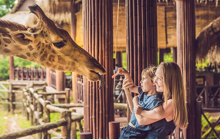 a mother and child feeding a giraffe at a zoo in goshen connecticut