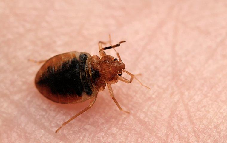 a bed bug crawling on a persons arm in fairfield connecticut
