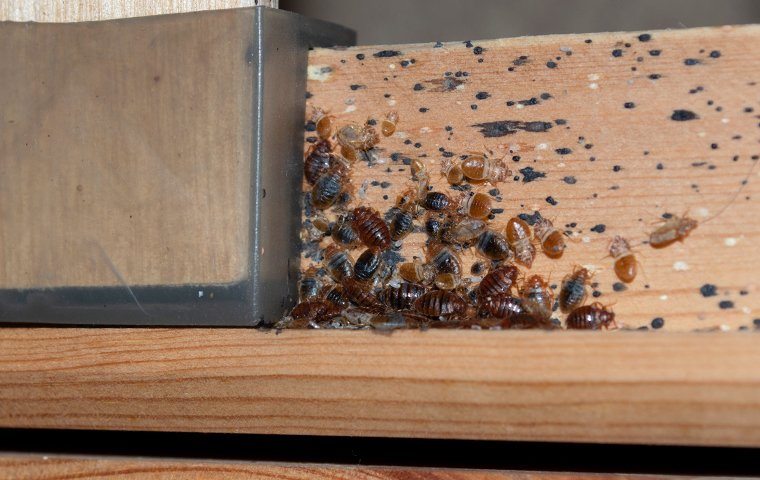many bed bugs clustered together on a bed frame in west haven connecticut