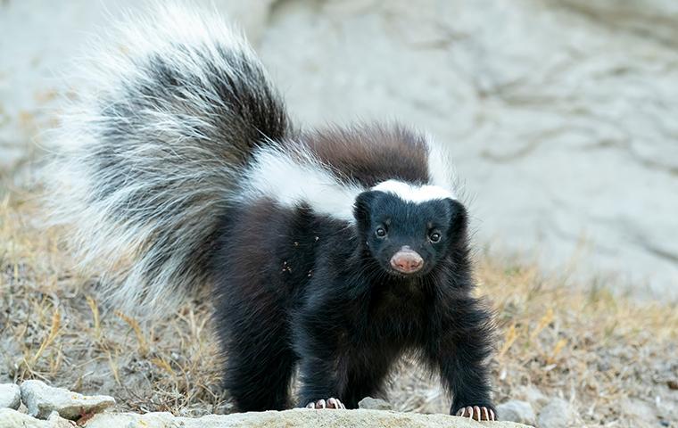 skunk eating dead grass