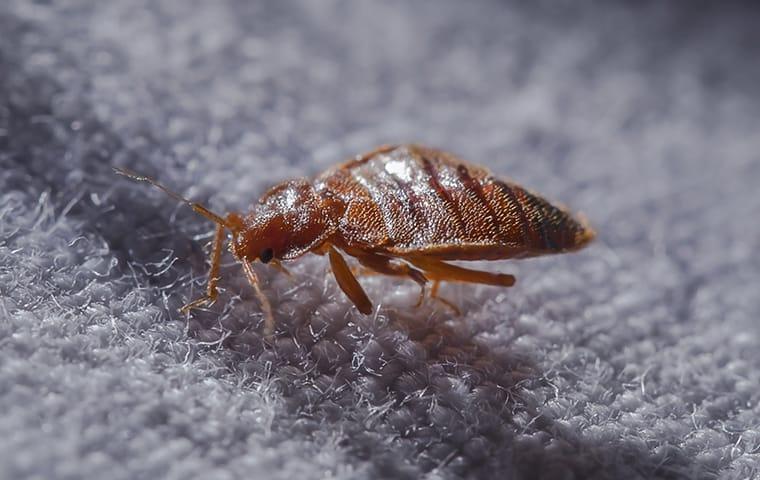 a bed bug infeststaion within the new haven bedding in a connecticut home
