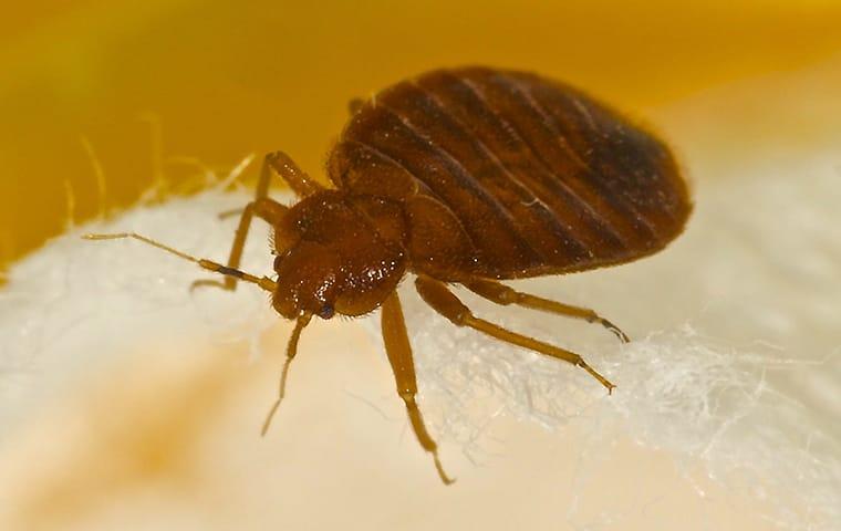 a bed bug crawling on a mattress in a home in new haven connecticut
