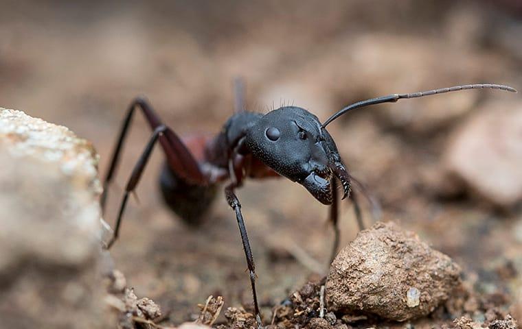 a carpenter ant crawling on the ground outside of a home in new haven connecticut