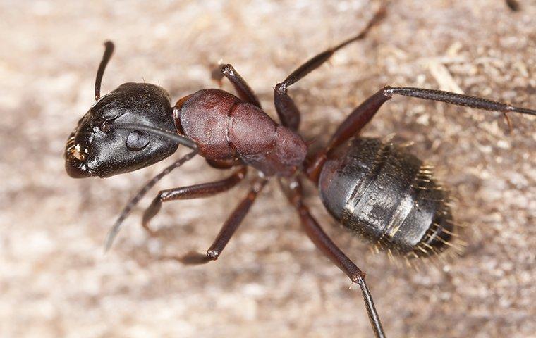 a carpenter ant crawling on the ground