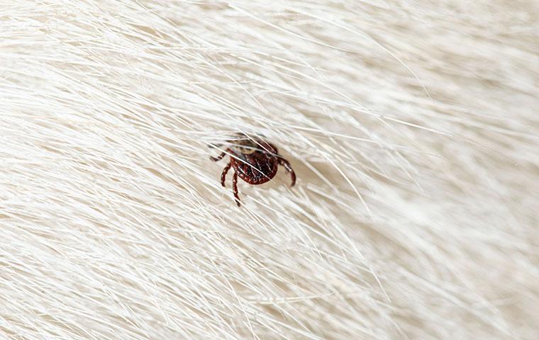 common dog tick biting a dog