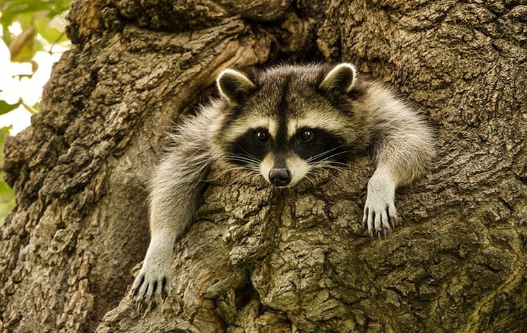 racoon hanging out of a tree