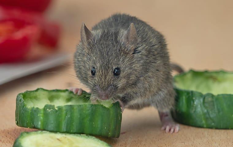 a mouse on a kitchen countertop eating a cucumber at a home in fairfield connecticut