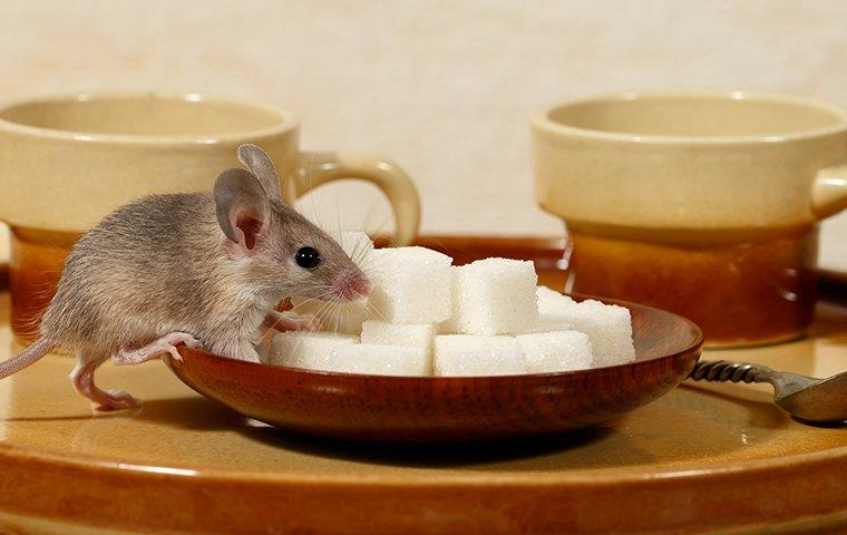 a mouse crawling atop some sugar cubes in a bowl