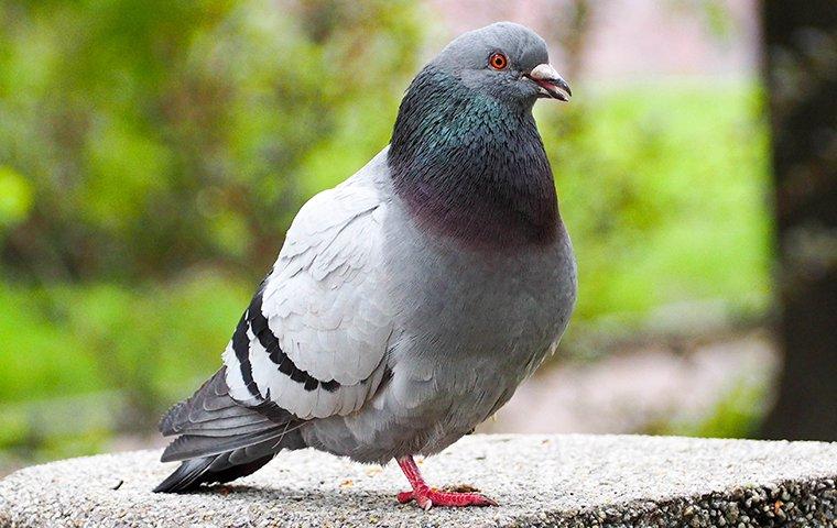 pigeon perched on a stone bench