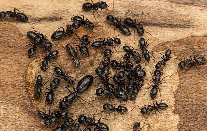 carpenter ants crawling on wood