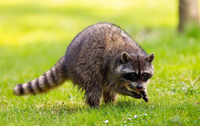 Racoon looking for food in a yard
