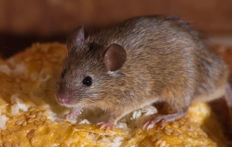 a house mouse crawling on fresh bread in a stamford connecticut home during thanksgiving
