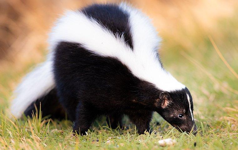 skunk eating dead grass