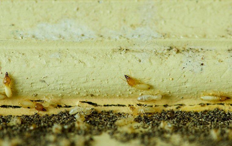 a cluster of termite workers and soldiers chewing through wood