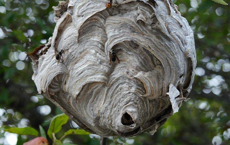 a wasp nest hanging on a tree with a wasp on the nest