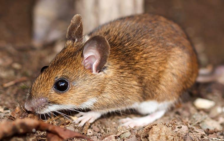 Fact or Fiction: Is Cheese the Best Bait for Mice?