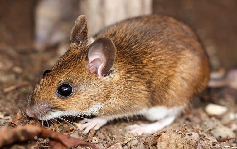 a white footed mouse outside of a home in fairfield connecticut