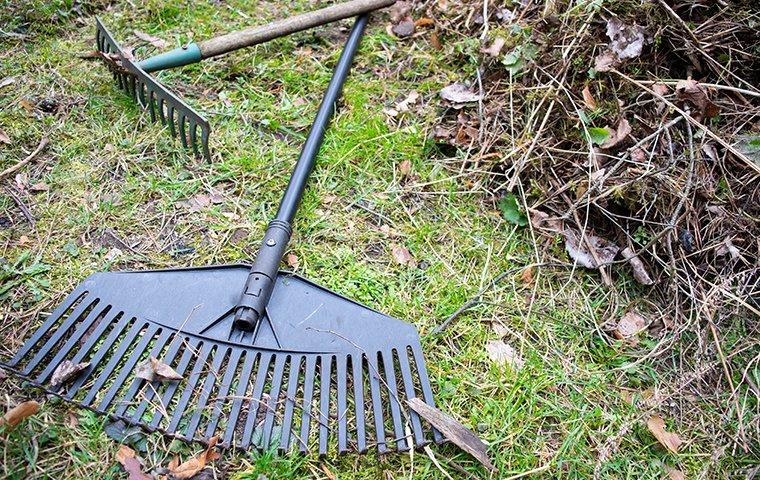 yard clean up for pest prevention