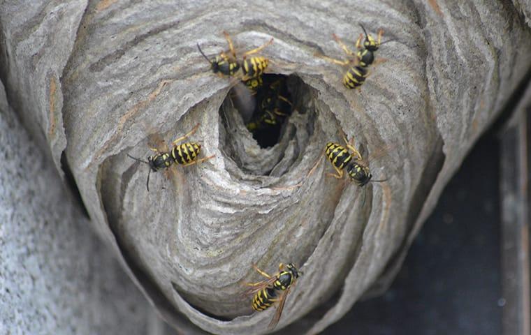 a wasp nest on the outside of a home in new haven connecticut