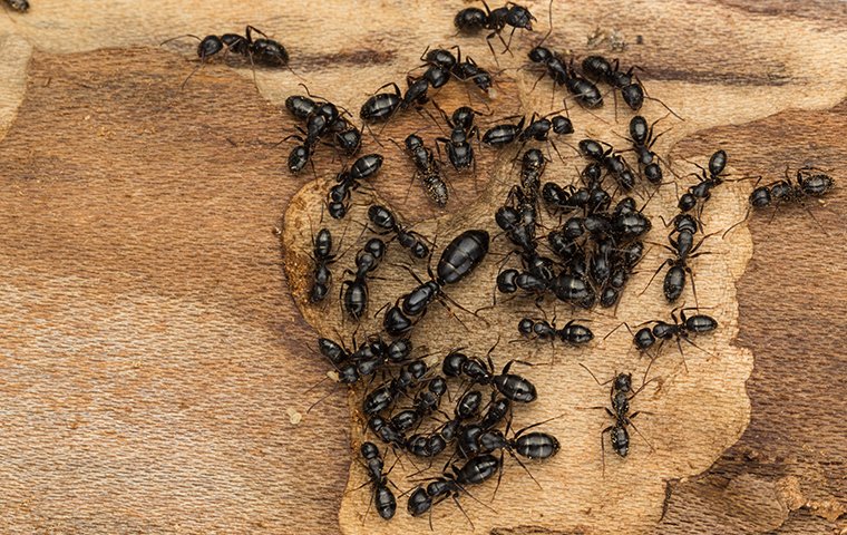 many carpenter ants crawling inside of a home in danbury connecticut