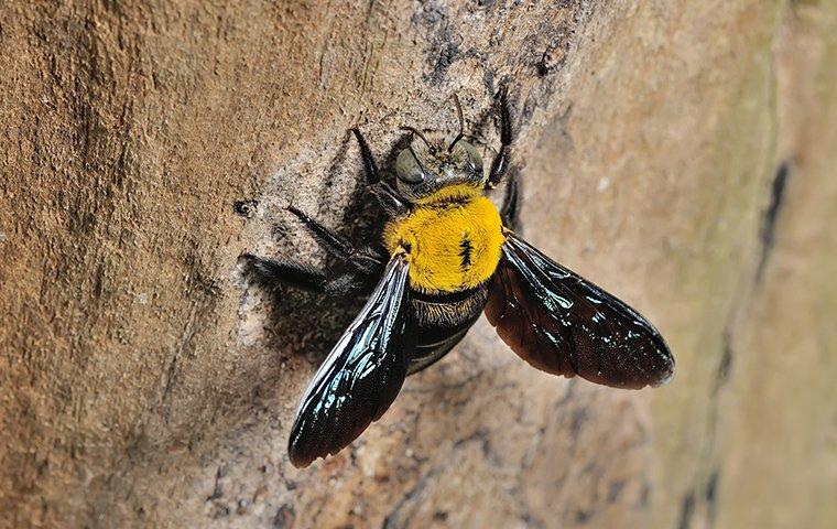 a carpenter bee crawling on a tree outside of a home in east haven connecticut