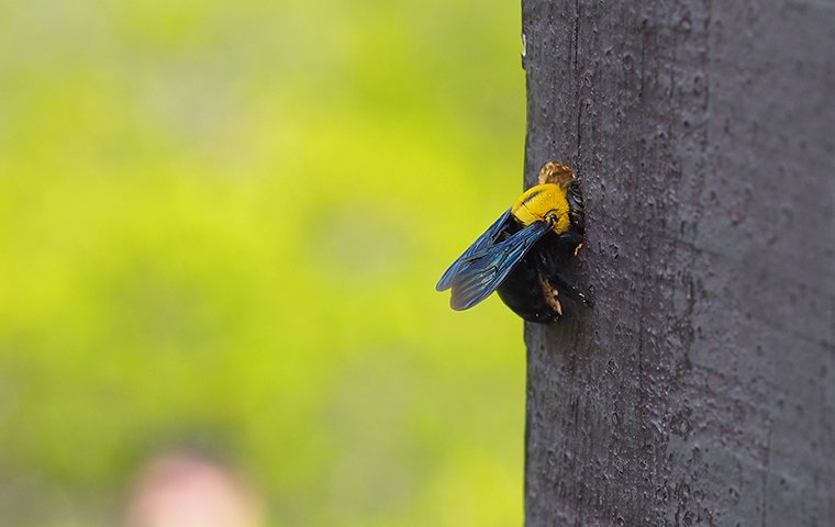a carpenter bee in a wooden post outside of a home in fairfield connecticut