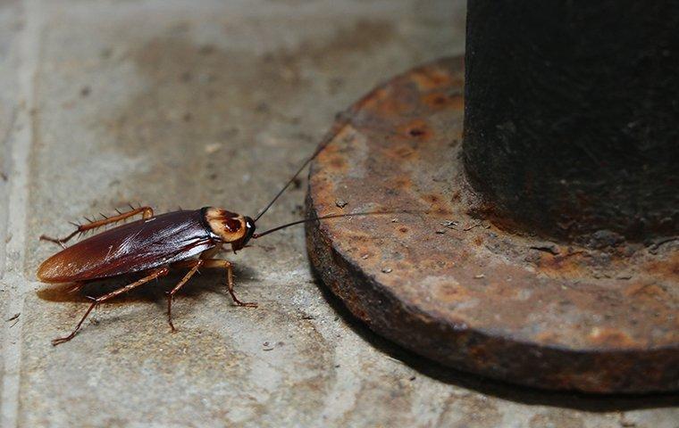 a cockroach crawling in the basement of a home in east haven connecticut