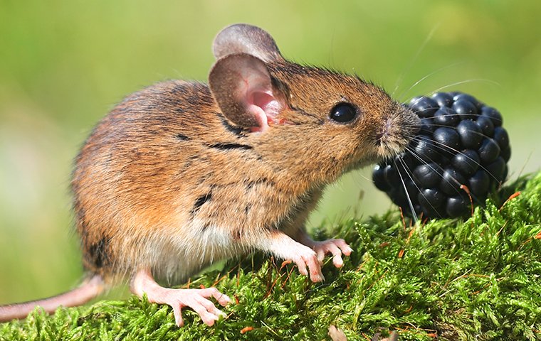 Field Mice Identification & Prevention | Connecticut Pest Elimination