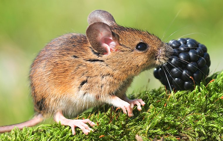 field mice eating berries
