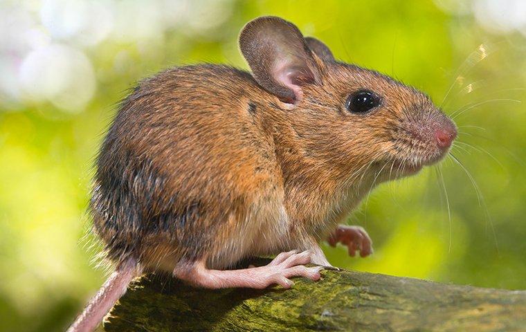 field mouse up close