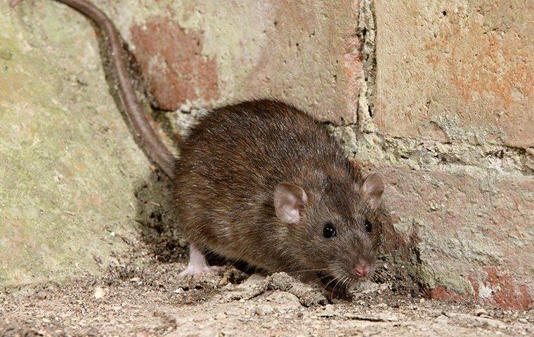 norway rat up close