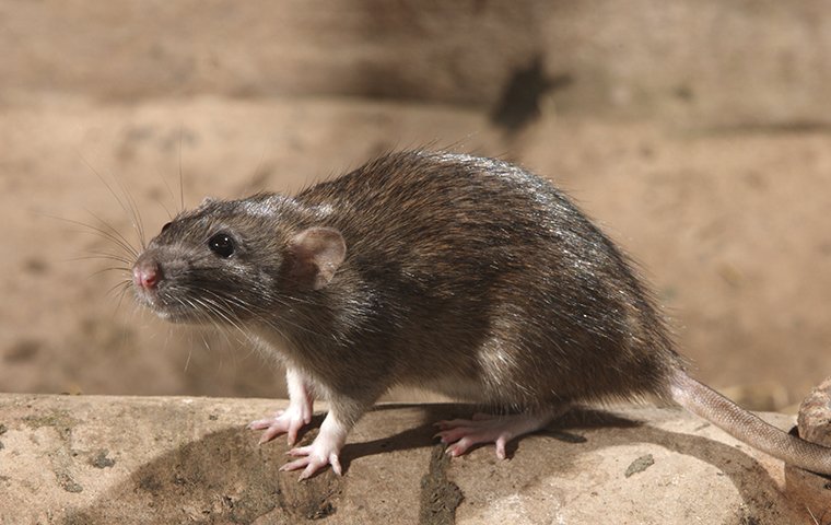 norway rat on a rock