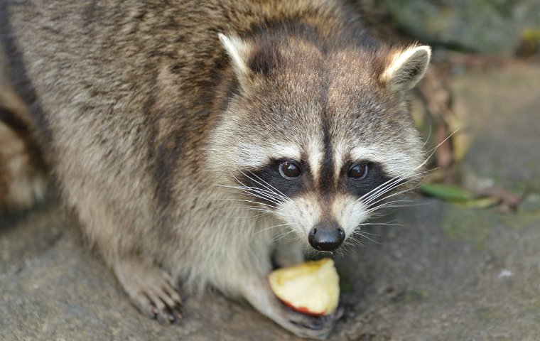raccoon eating an apple