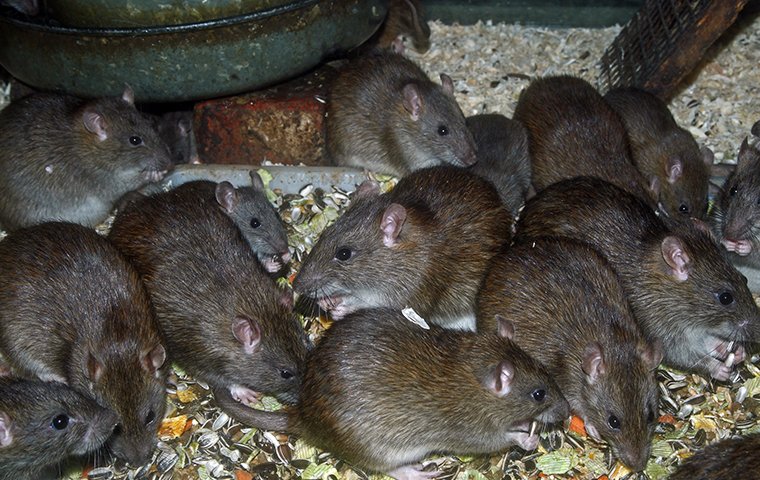 many rats eating seeds from a bird feeder outside of a home in stamford connecticut