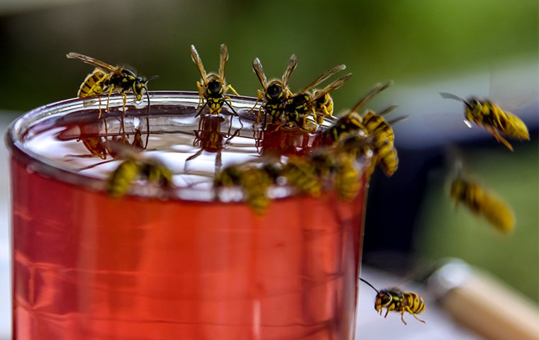 many wasps drinking juice from a glass left outside of a home in west haven connecticut